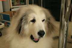 土曜昼、お店番してるココ様