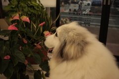 お店番してるココちゃん