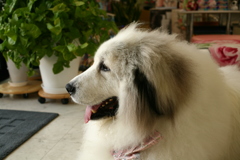 お店番してるココさん