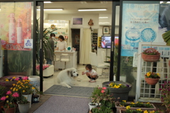 モテモテのココちゃん