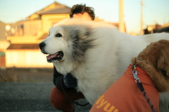 ココさんとみゅうちゃん