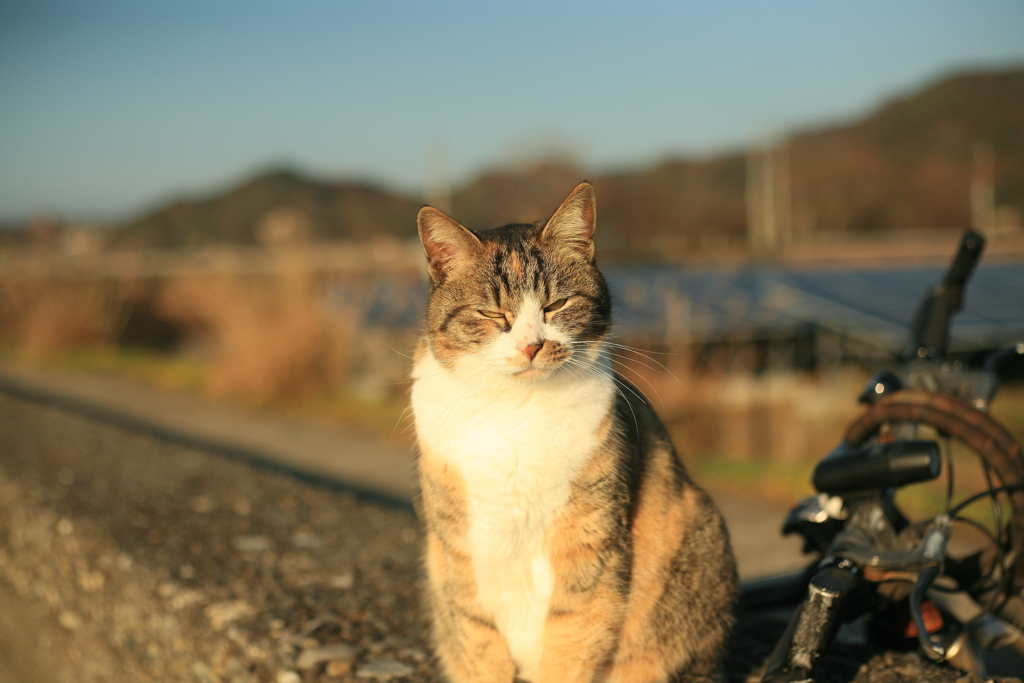 ねこ