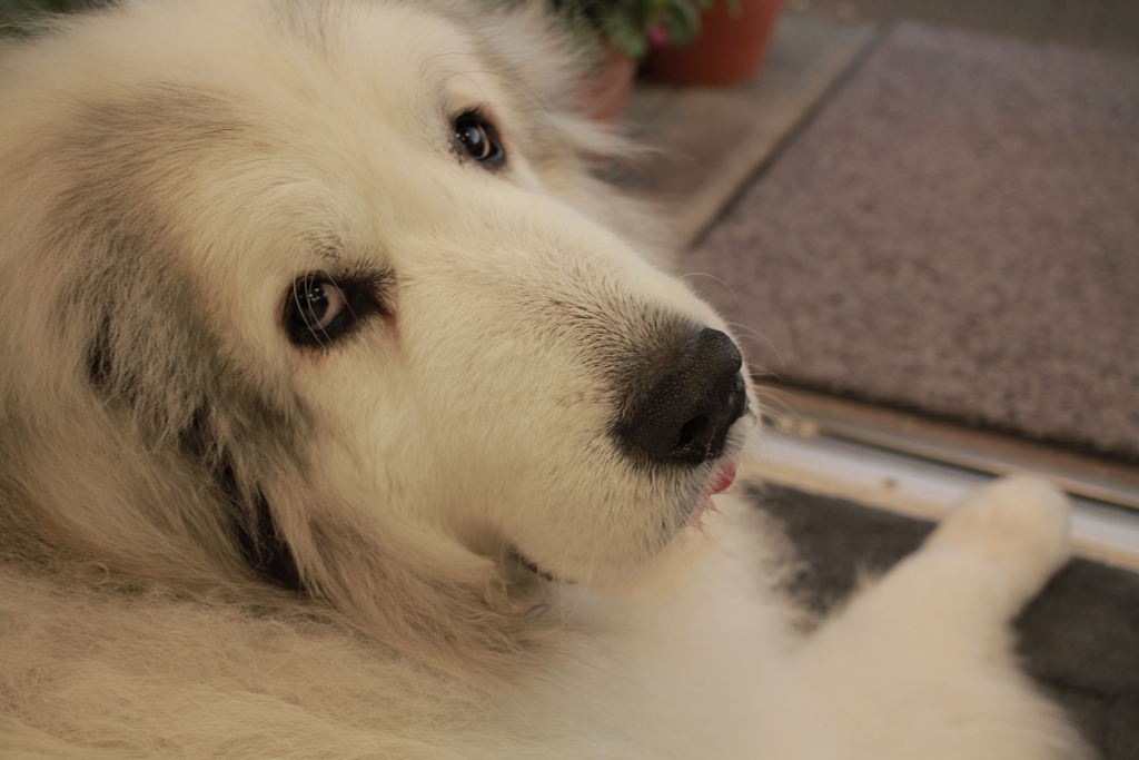 今日もかわいいココさん