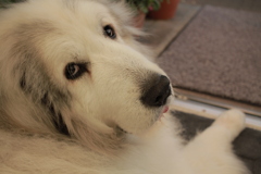 今日もかわいいココさん