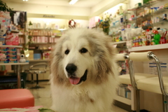 裏から出てきてくれたココさん