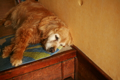 暑くてやる気のないみゅうちゃん