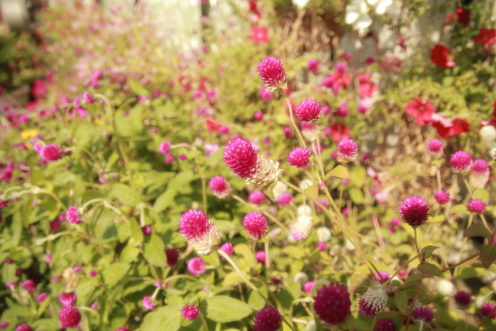 ココさん所の花
