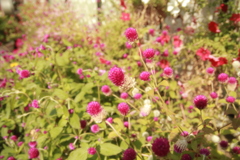 ココさん所の花