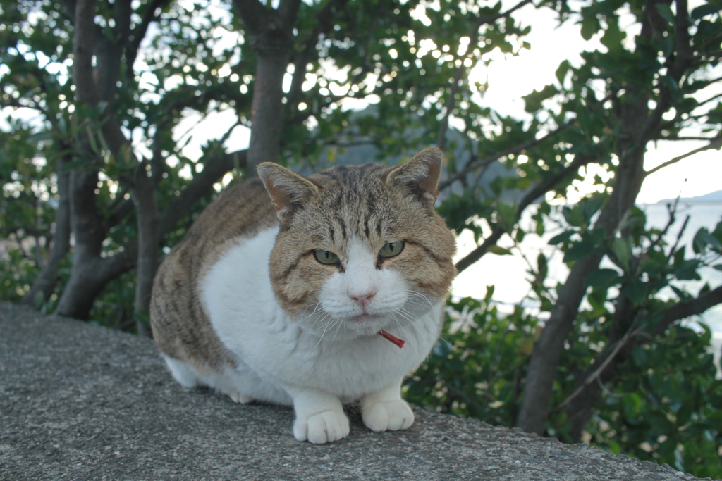今日もトム君は元気
