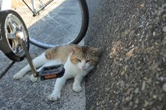 Eos6D，新しめのカメラだから写すのらくちん