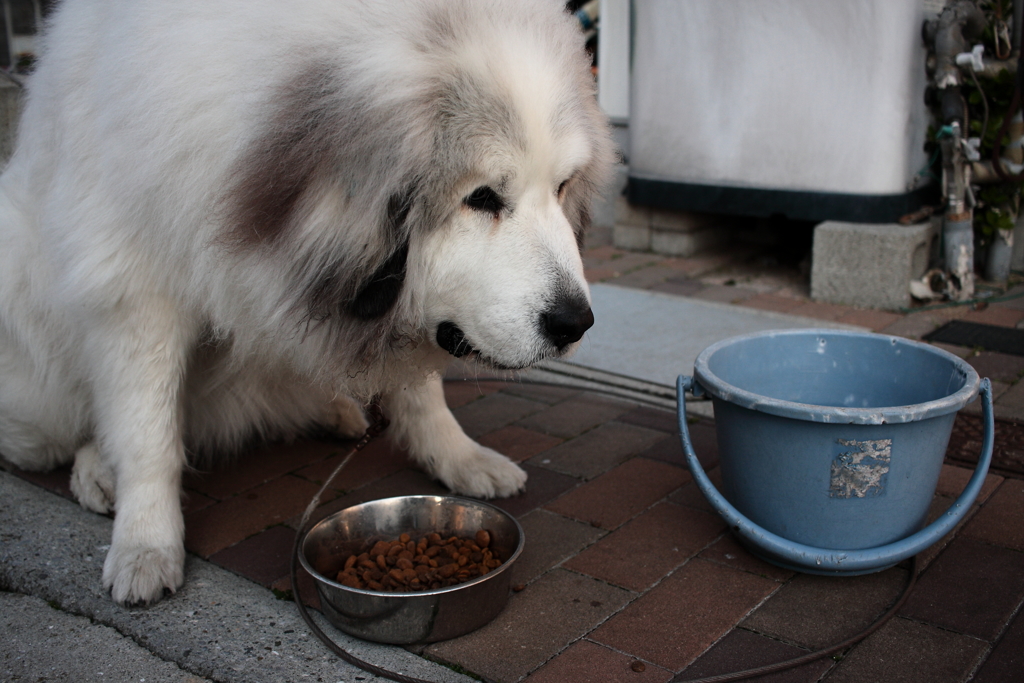 吐くの治ったようでおいしそうにご飯を食べてるココちゃん