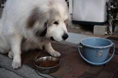吐くの治ったようでおいしそうにご飯を食べてるココちゃん