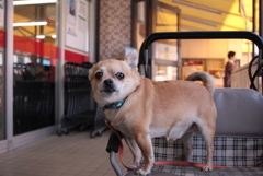 超小型犬むさし君
