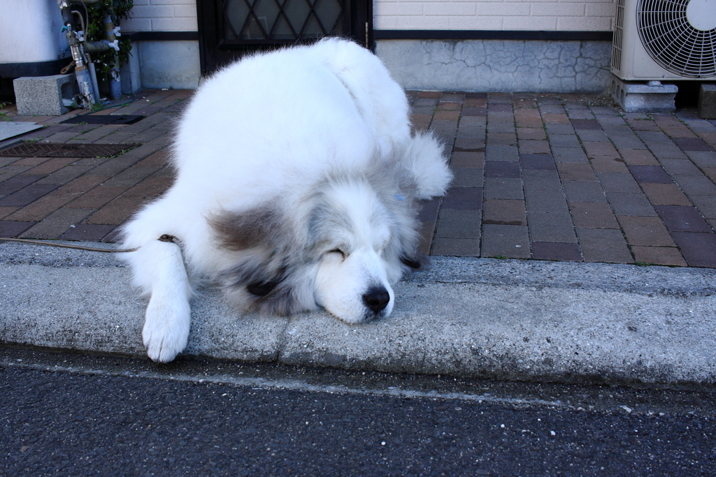 ココちゃん＠03-22朝