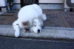 ココちゃん＠03-22朝