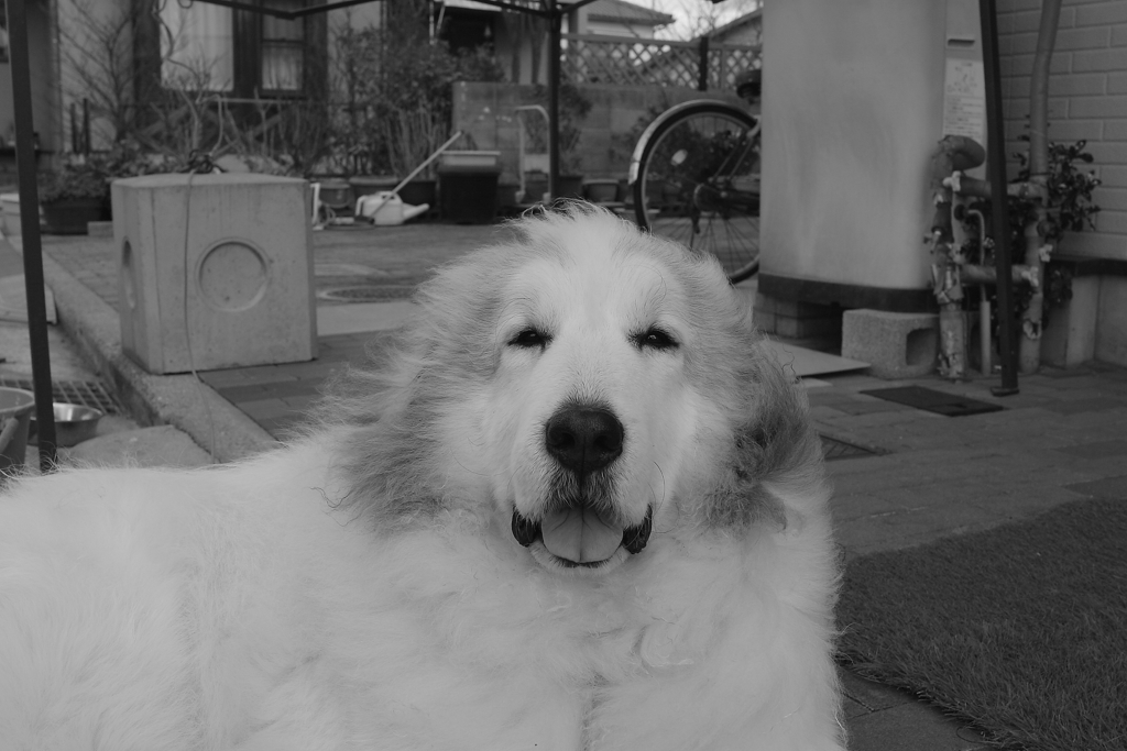 朝のココちゃん　２