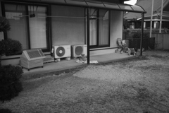 番犬してるウルちゃん