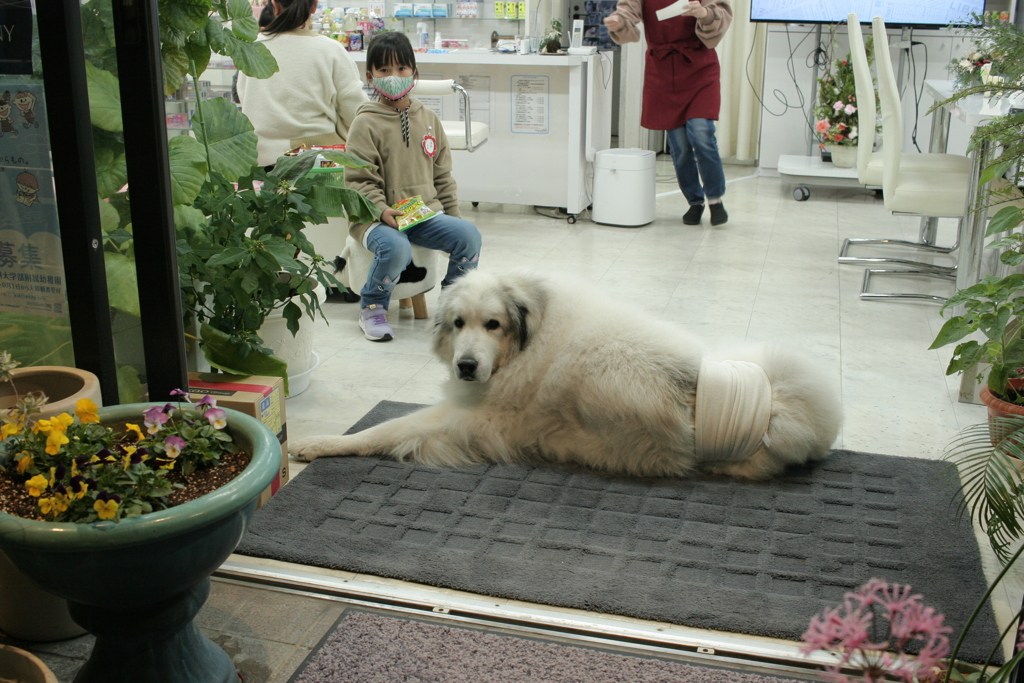 お店番してるココ様