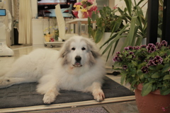 今日も門番してるココさん