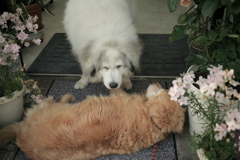 ココさんとみゅうちゃん