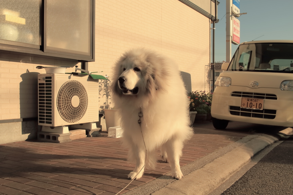 27日のココさん