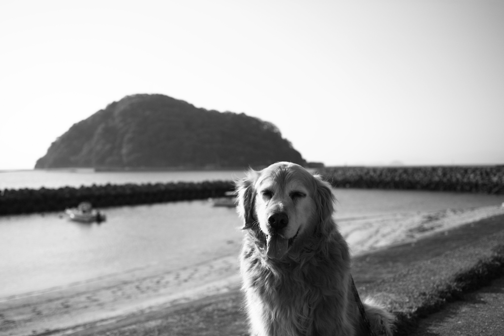 みゅうちゃんと散歩