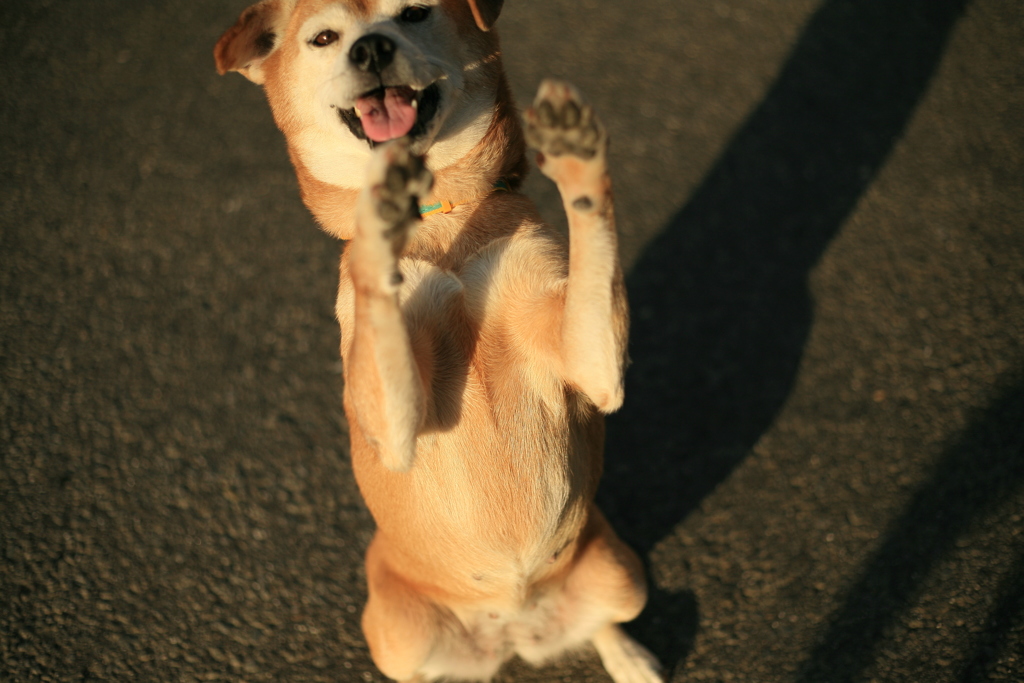 ちょうだいするモモちゃん