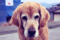 フィルム風みゅうちゃん