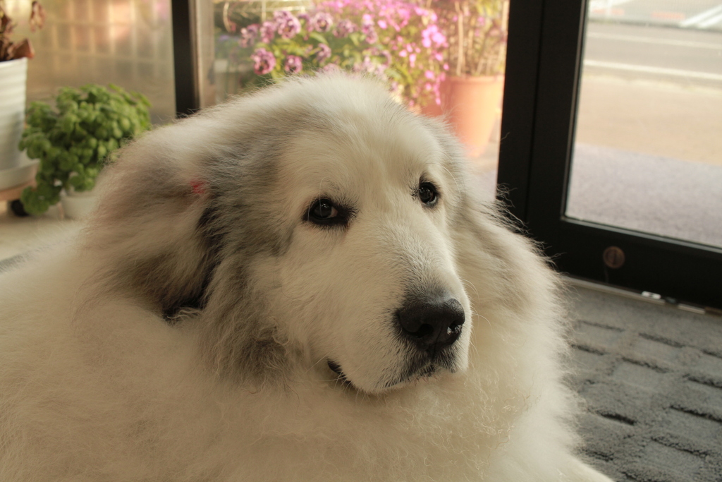 お店番してるココさん