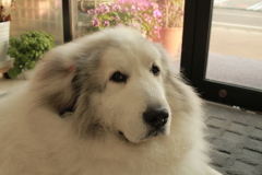 お店番してるココさん