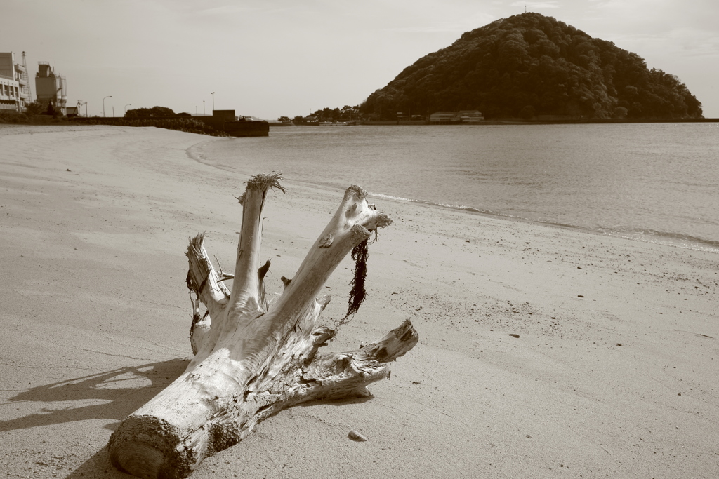 浜の流木