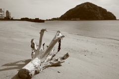 浜の流木