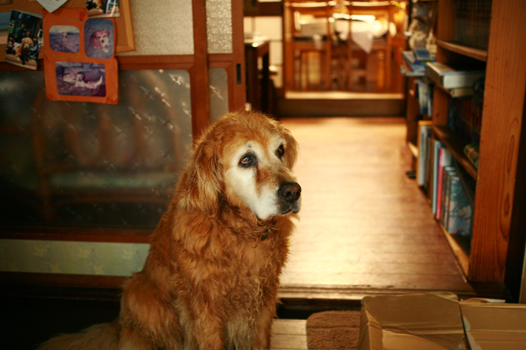 お宿番してるみゅうちゃん