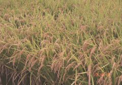 Eos5 Film にて　10月ごろ