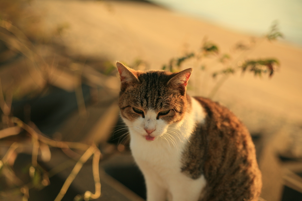 今日のトムくん