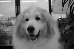 笑顔のココさん