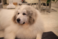 真っ白のココさん