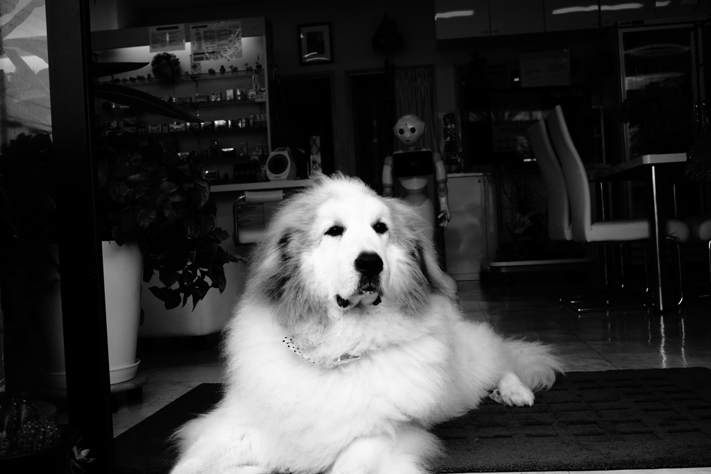 モノクロ＠2019-07-08