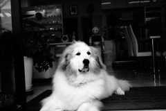 モノクロ＠2019-07-08