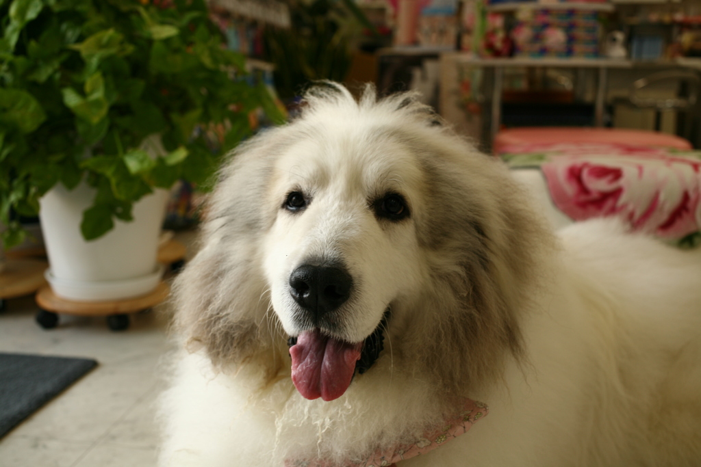 今日もかわいいココさん