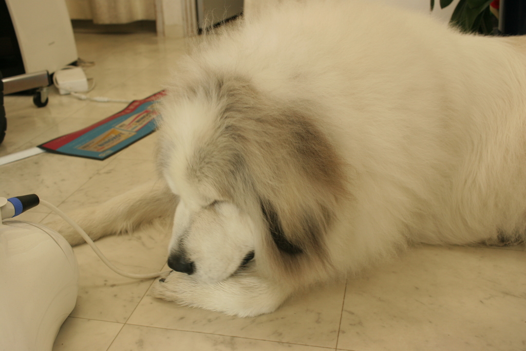 肉球が気になるココさん