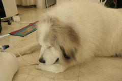 肉球が気になるココさん