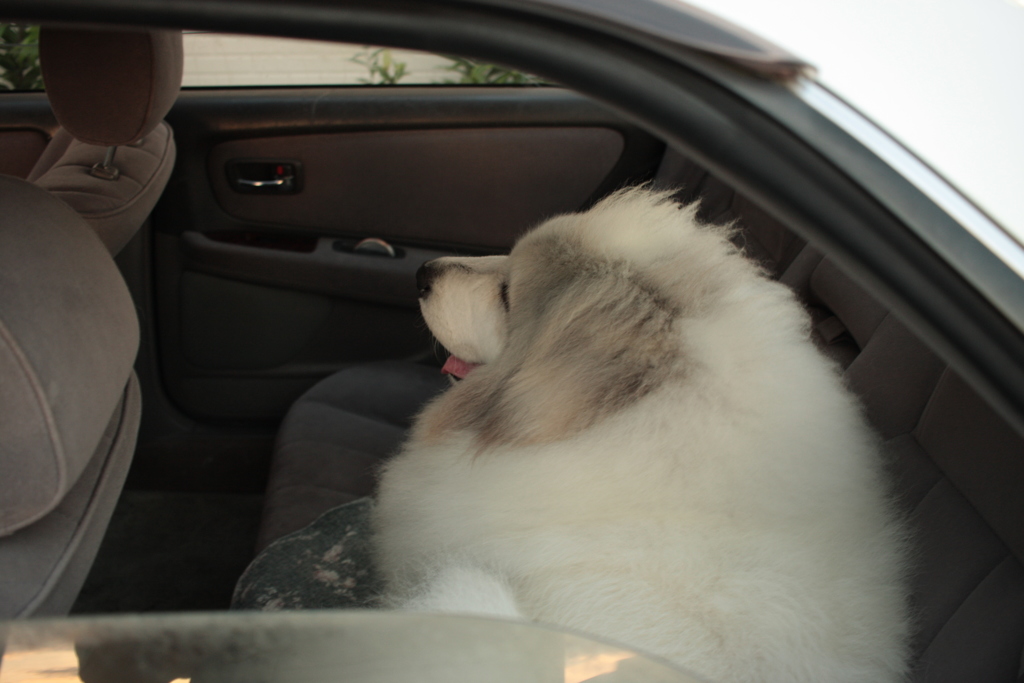 お出かけのココちゃん