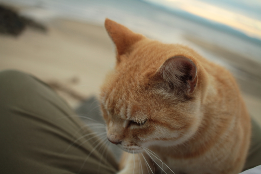 甘えん坊のトラちゃん