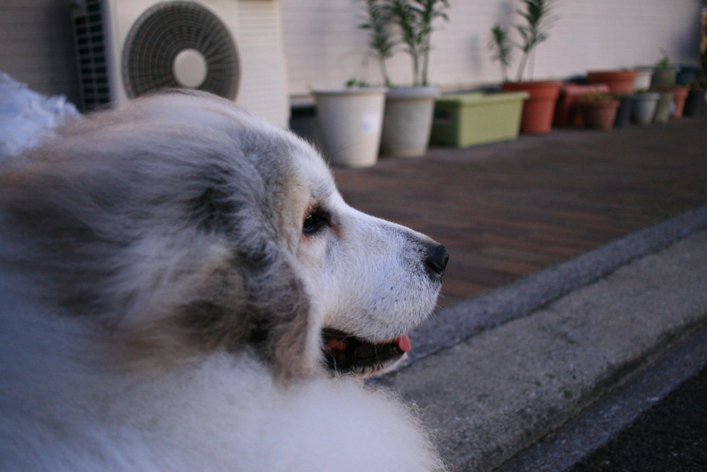 ココさんは今日もかわいい