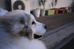 ココさんは今日もかわいい