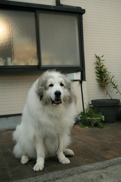 ココさんは今日は甘えん坊