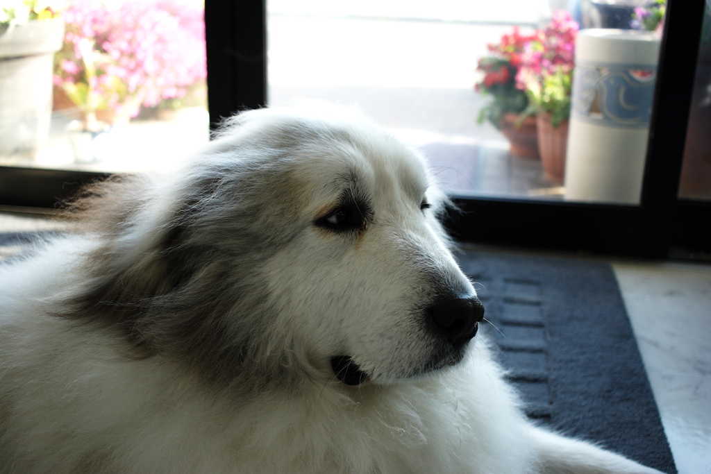 お店番してるココちゃん