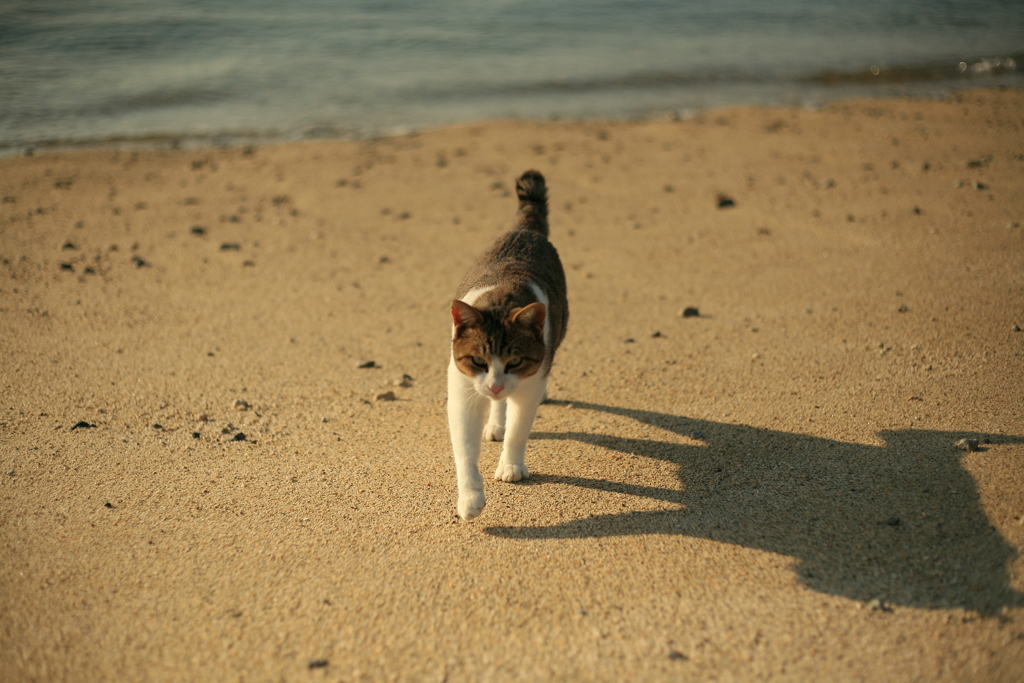 海辺にいたトムくん