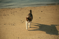 海辺にいたトムくん